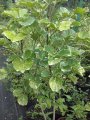 Polyscias Balfouriana - Hauteur : 2 à 6m  ( peut largement être résonné à une hauteur de 1m ou 2m pour des haies par exemple )